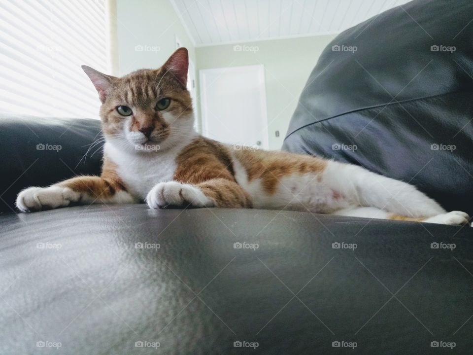 cat enjoying time on the sofa indoors