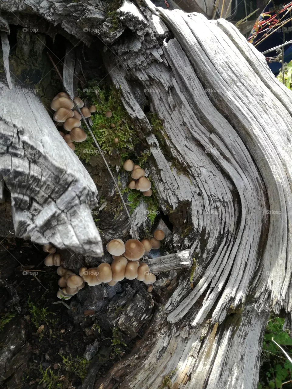 Mushrooms