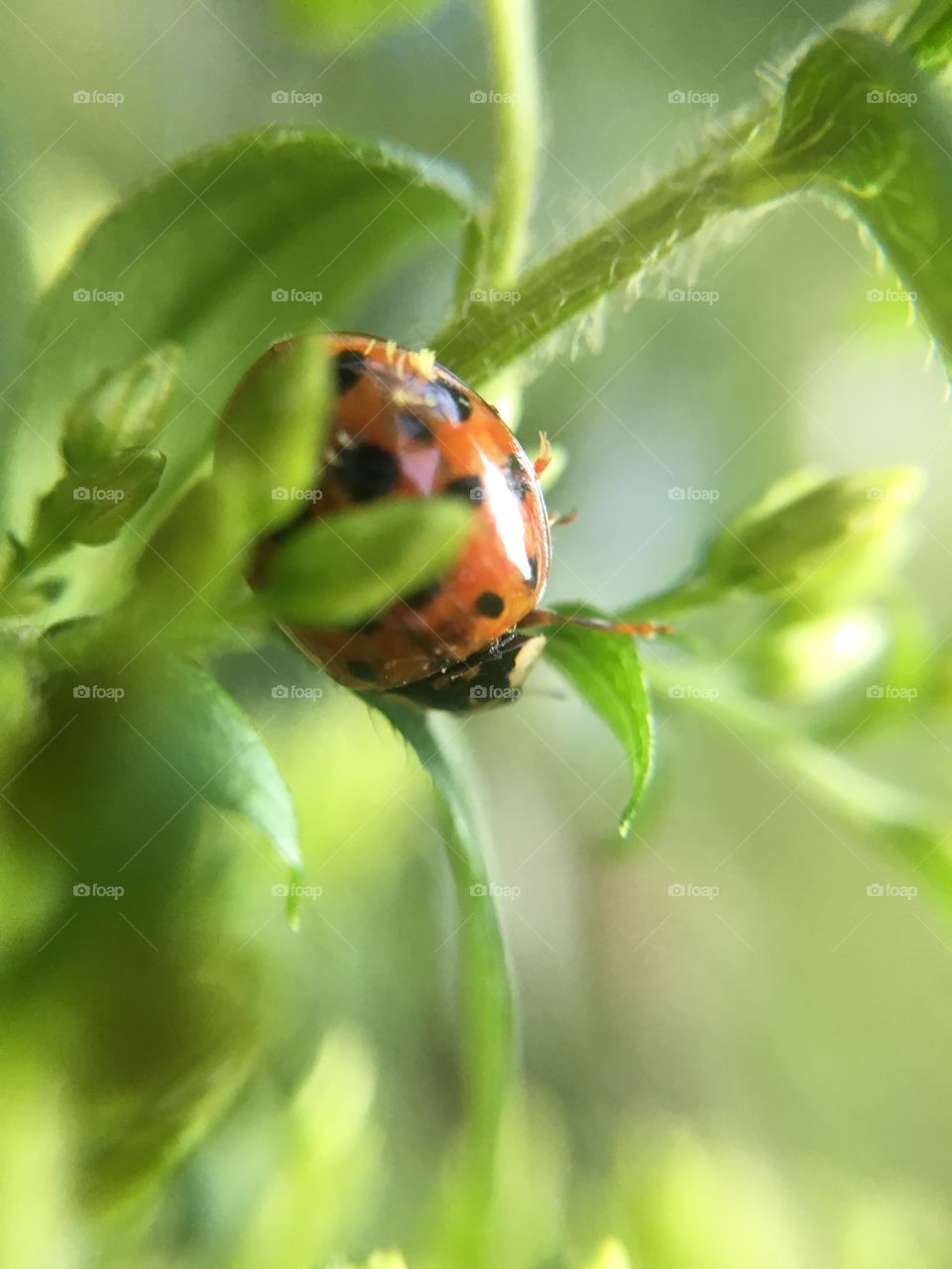 Ladybug 