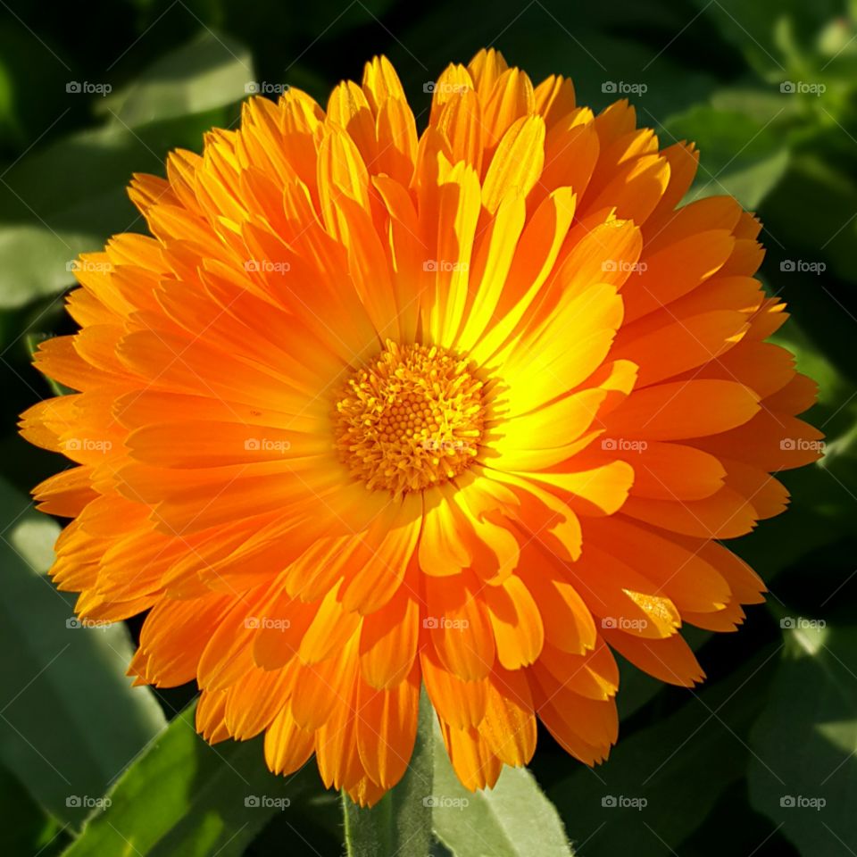 orange Flower