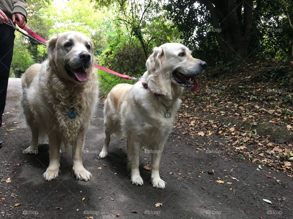 Dog, Pet, Canine, Mammal, Domestic