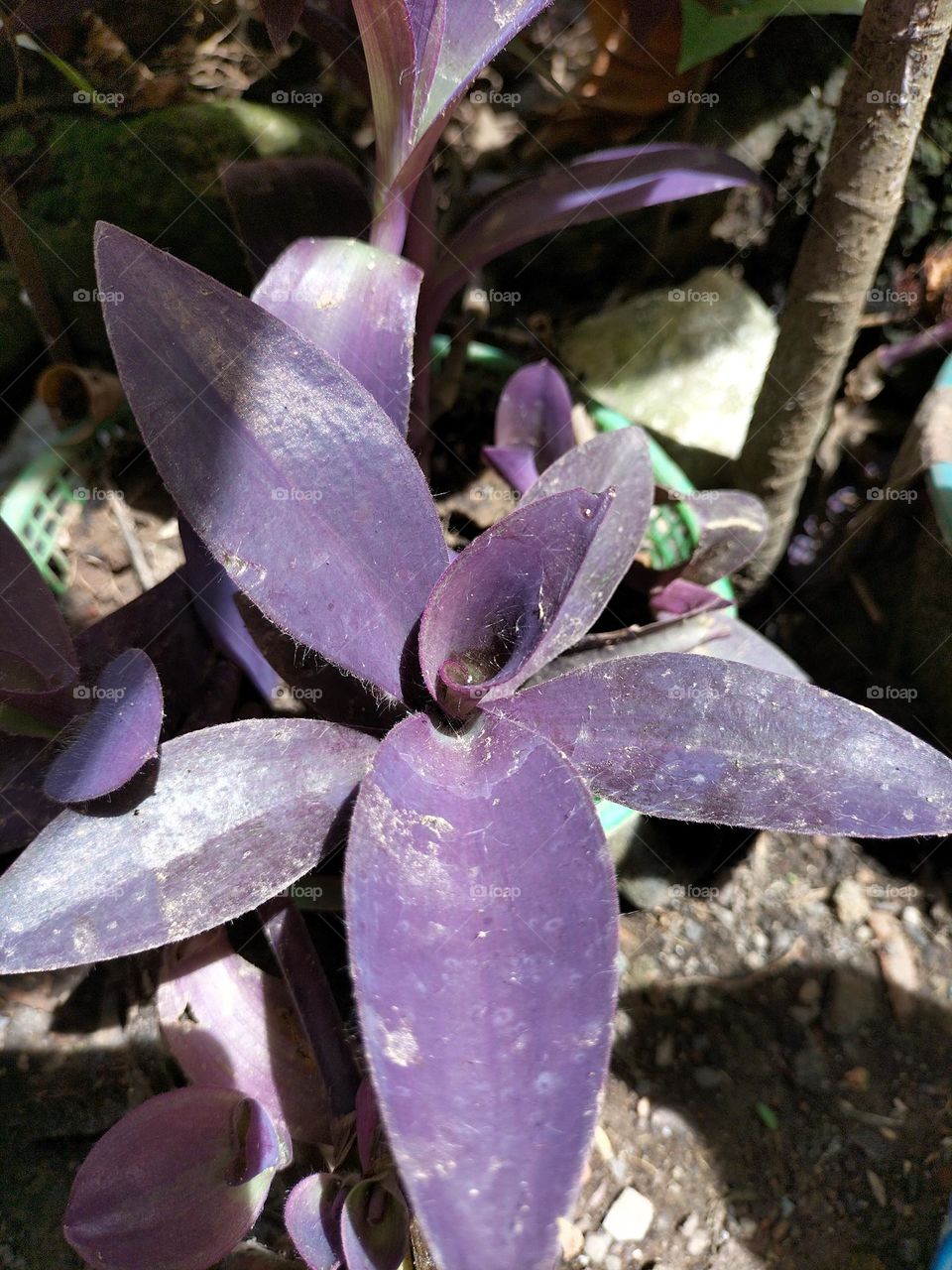 purple ornamental plants in the yard