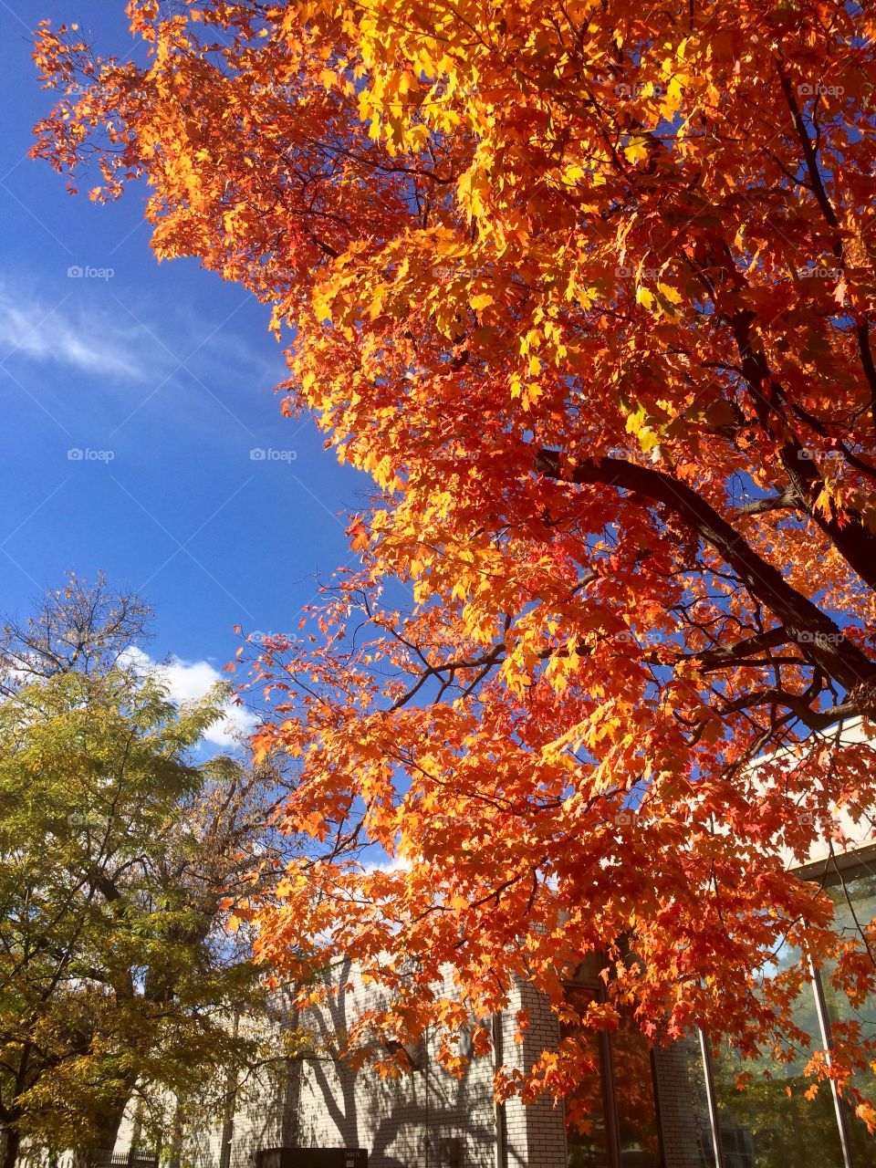 Beautiful Autumn Toronto 