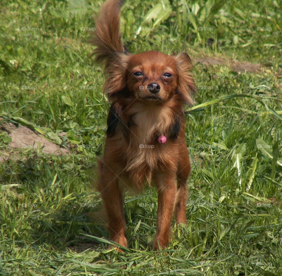 little brown dog