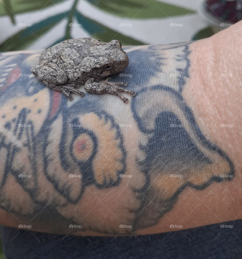 Tree Frog Friend