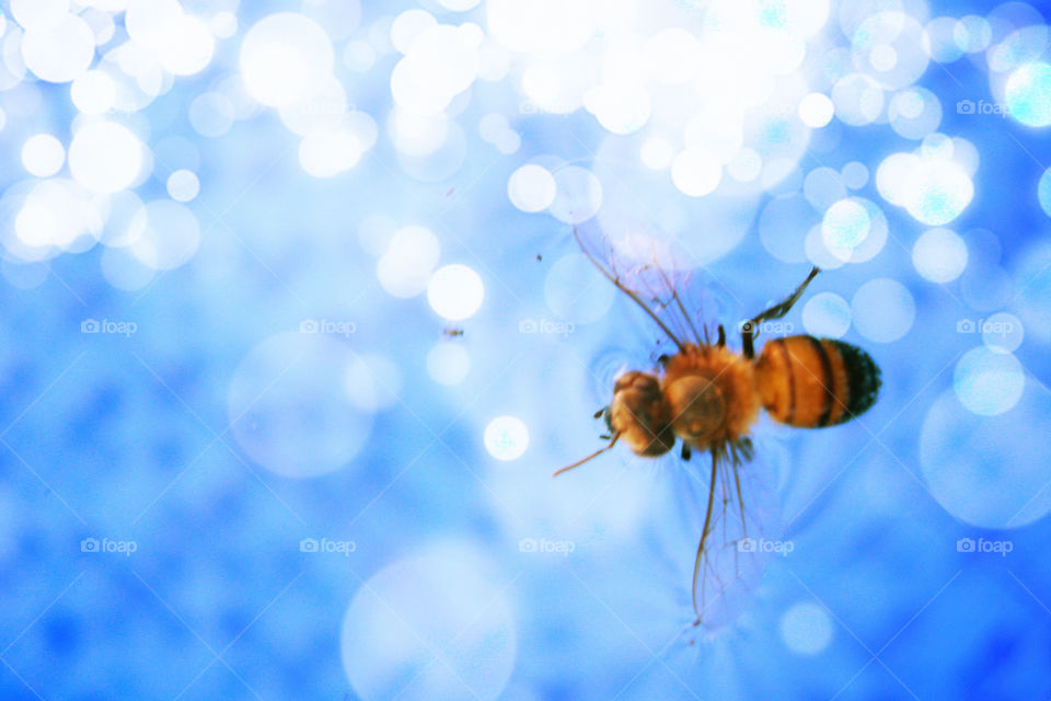 Swimming bee