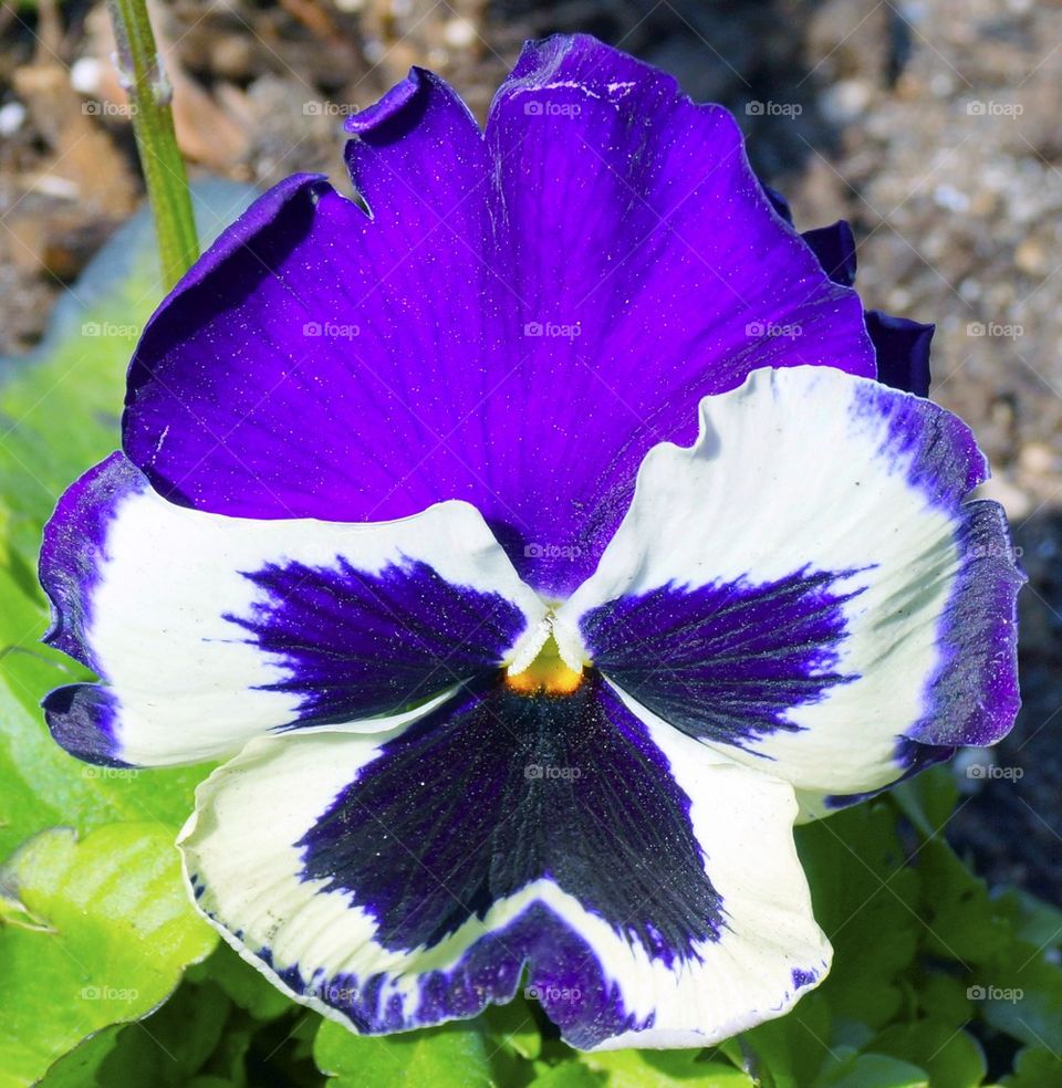 Pansy with a dog face