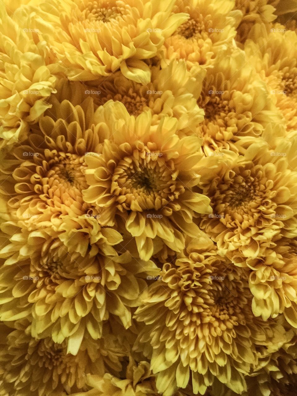 Yellow flowers