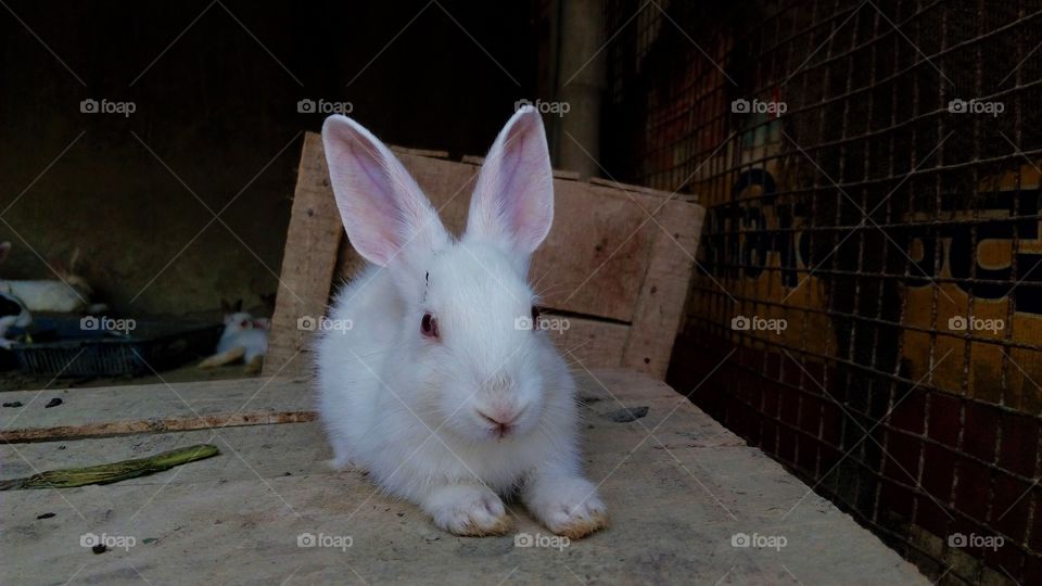 A beautiful rabbit