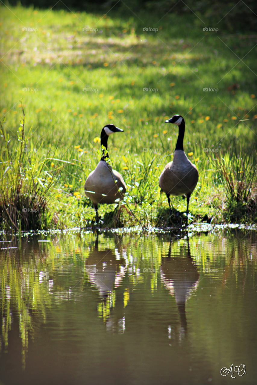 Visitors