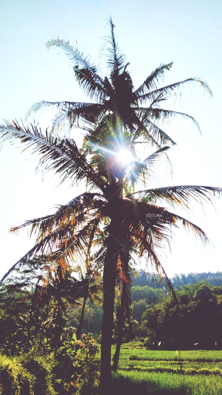 The sun behind the coconut tree