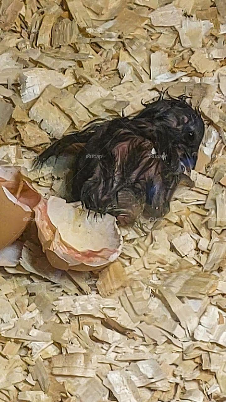 A chick that hatches from an egg