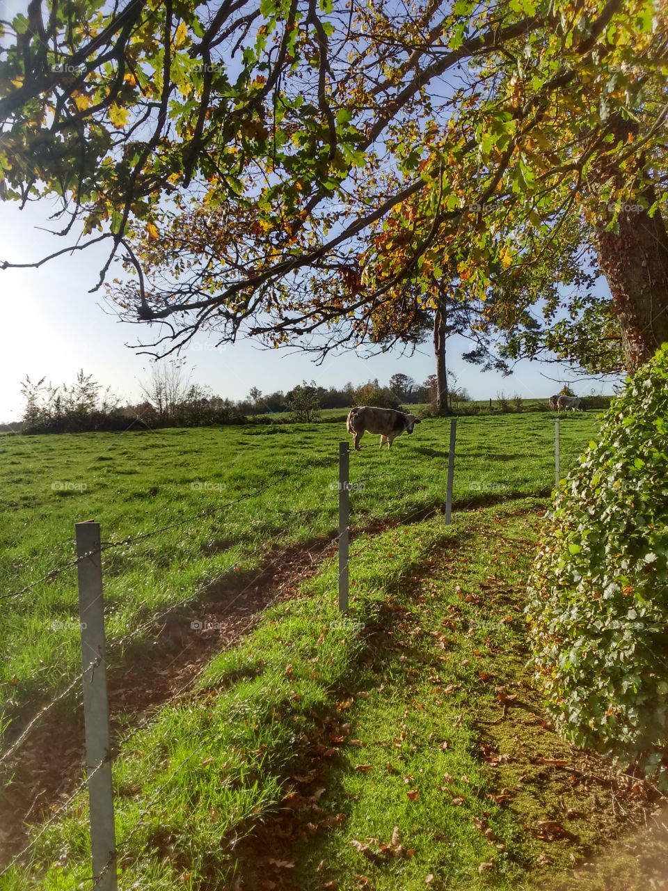 Cow in Celles region, Belgium