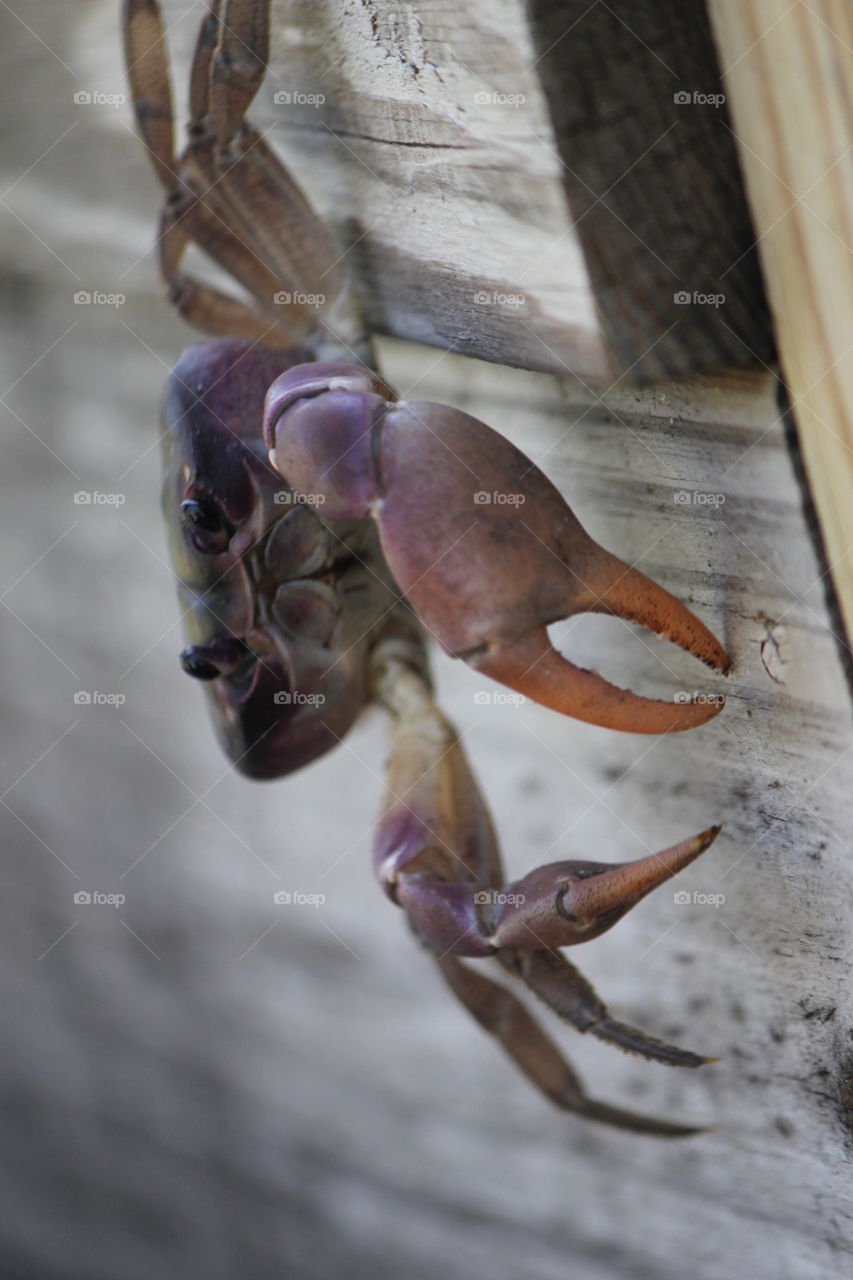 Land crab climbing down wood