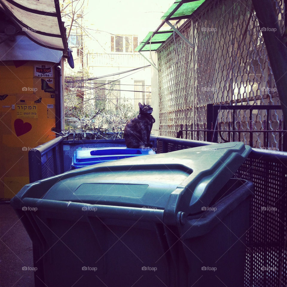 street cat garbage רחוב by shanitamari