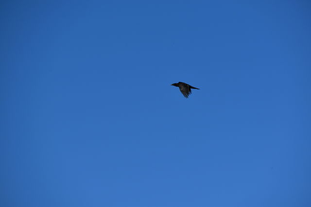 Bird flying high 