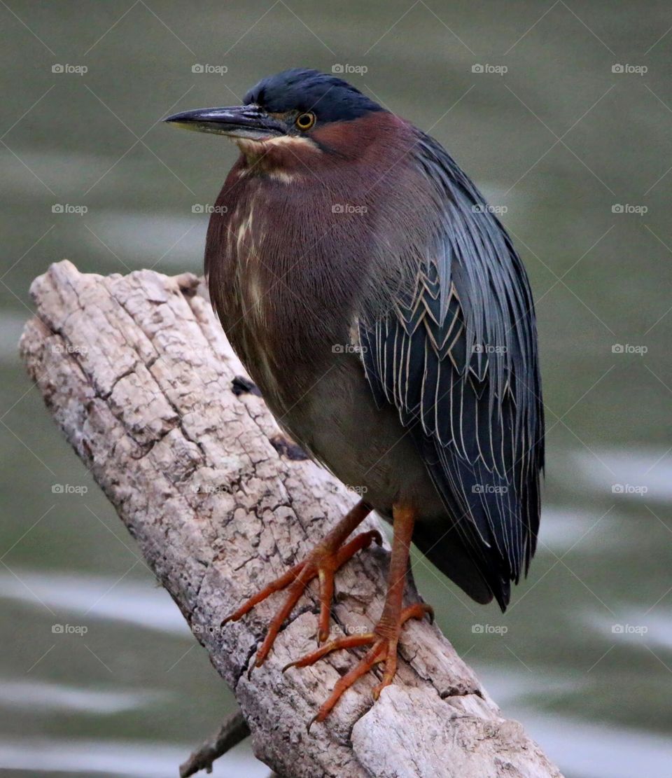 Green Heron on a Branch