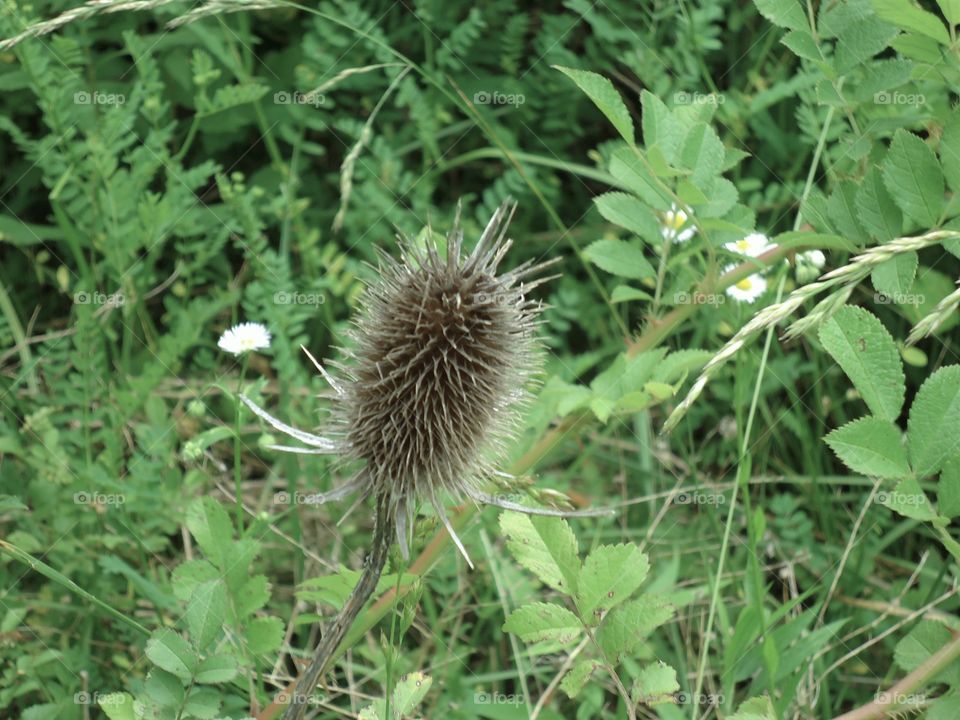 thistle