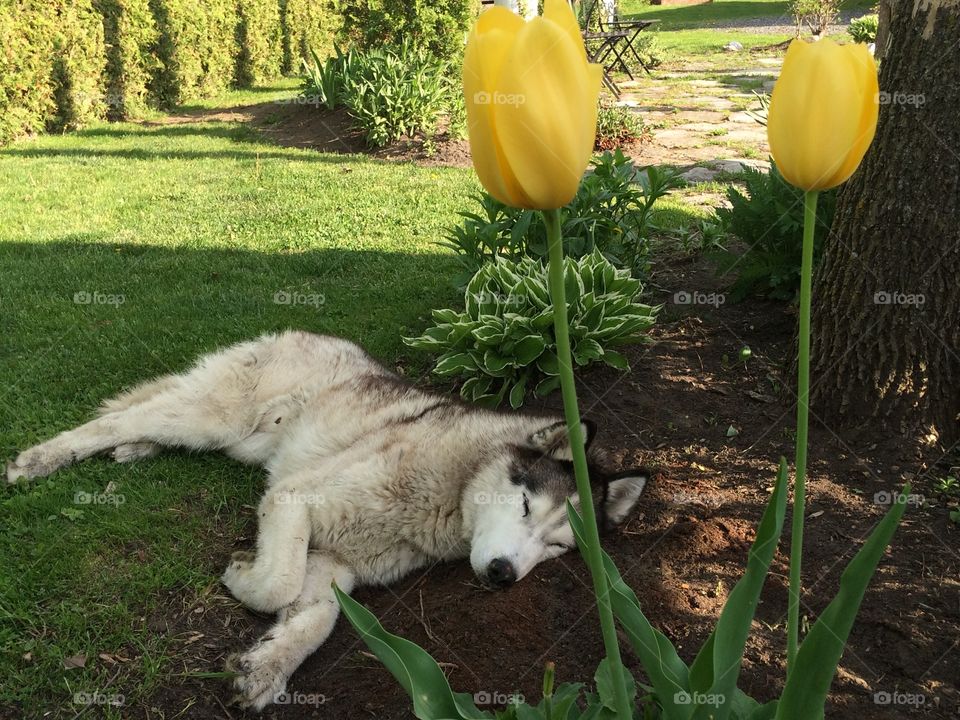 My Husky having  a nap in my plant border 💗