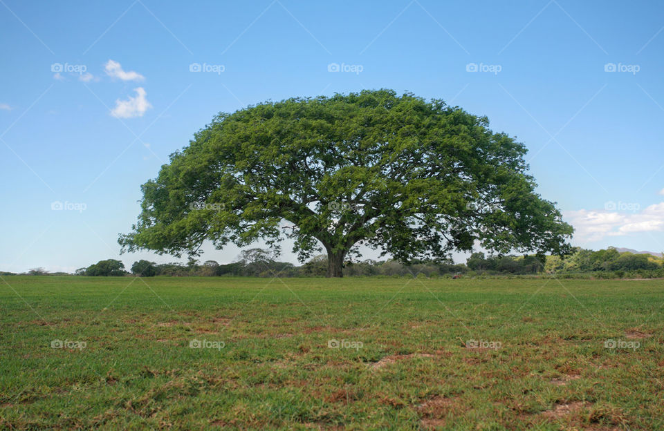 tree with perfect skyline, non-urban landscape.