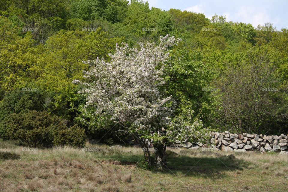 green spring summer forrest by evildex