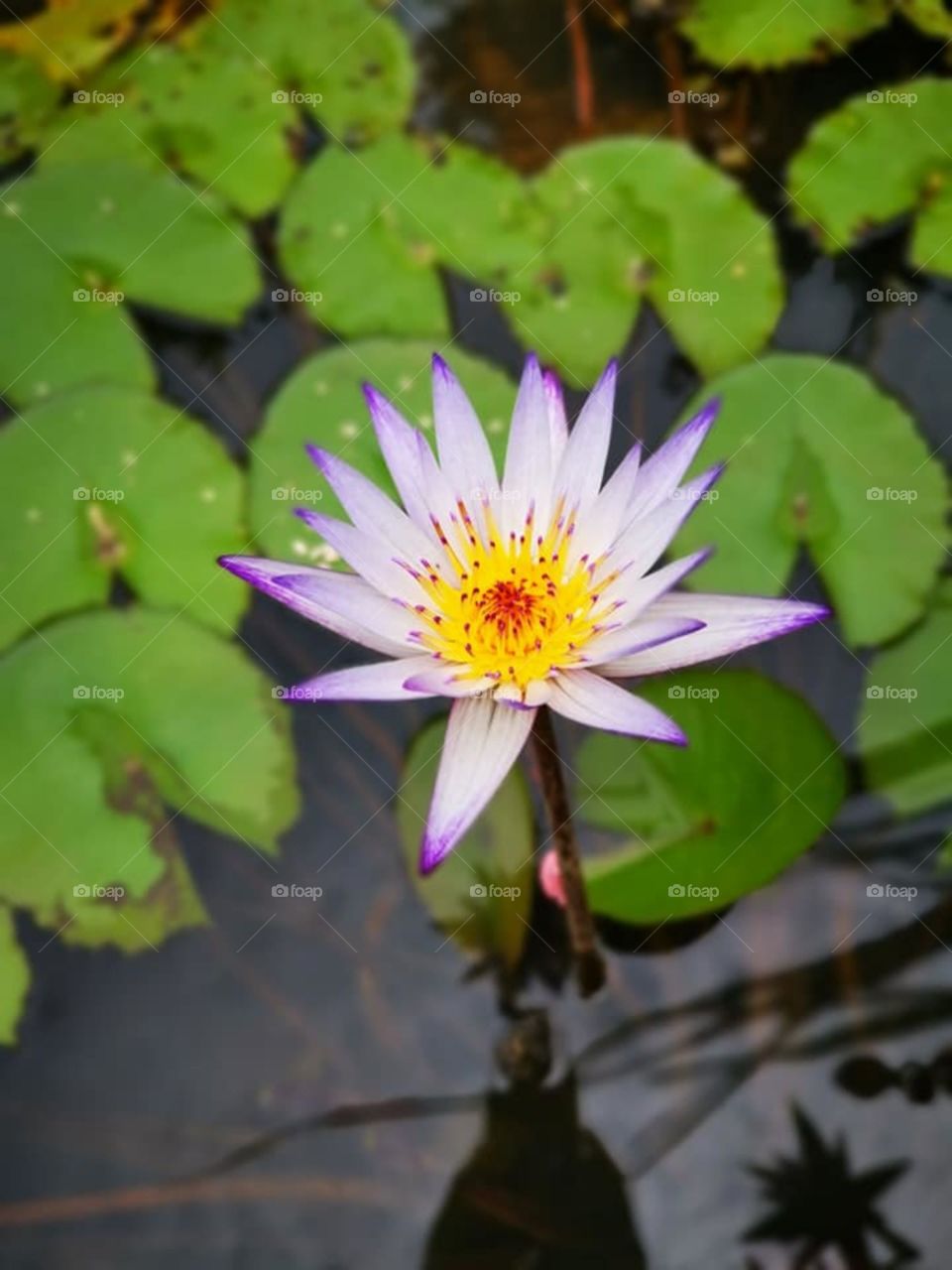 lotus
