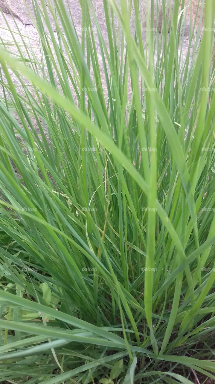 greenary