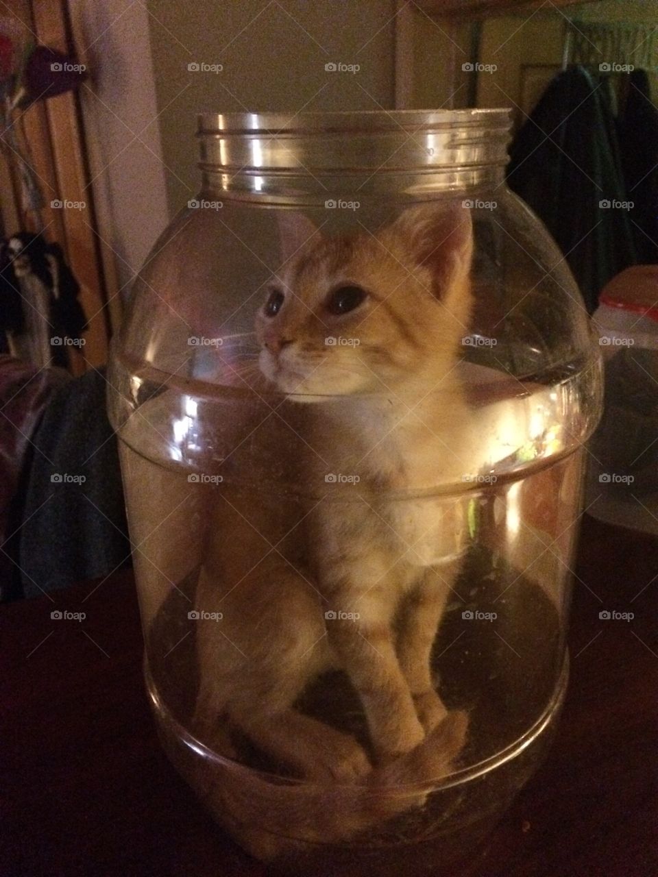 Kitty in a jar