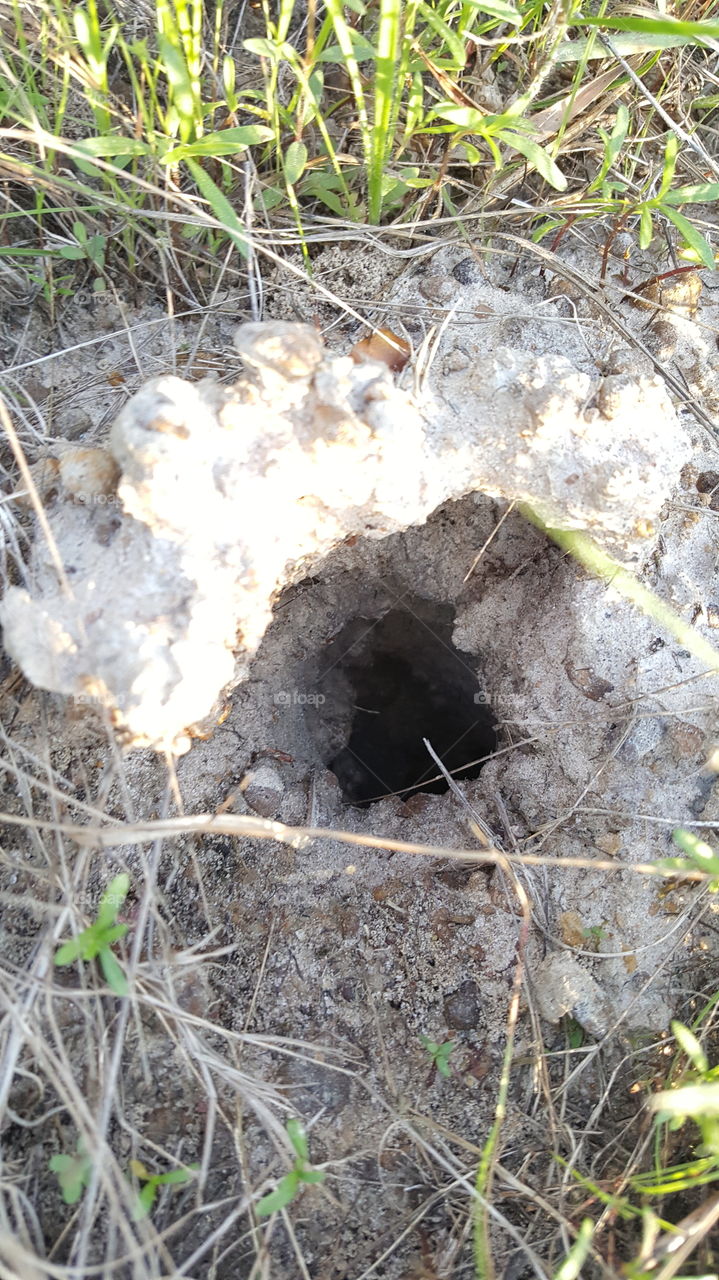 crawdad hole