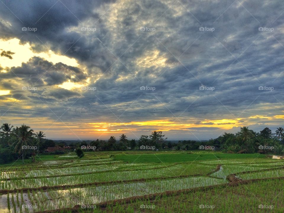 Sunrise at rice farm