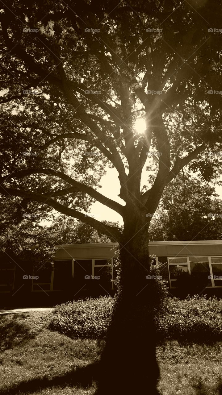 sun coming through tree