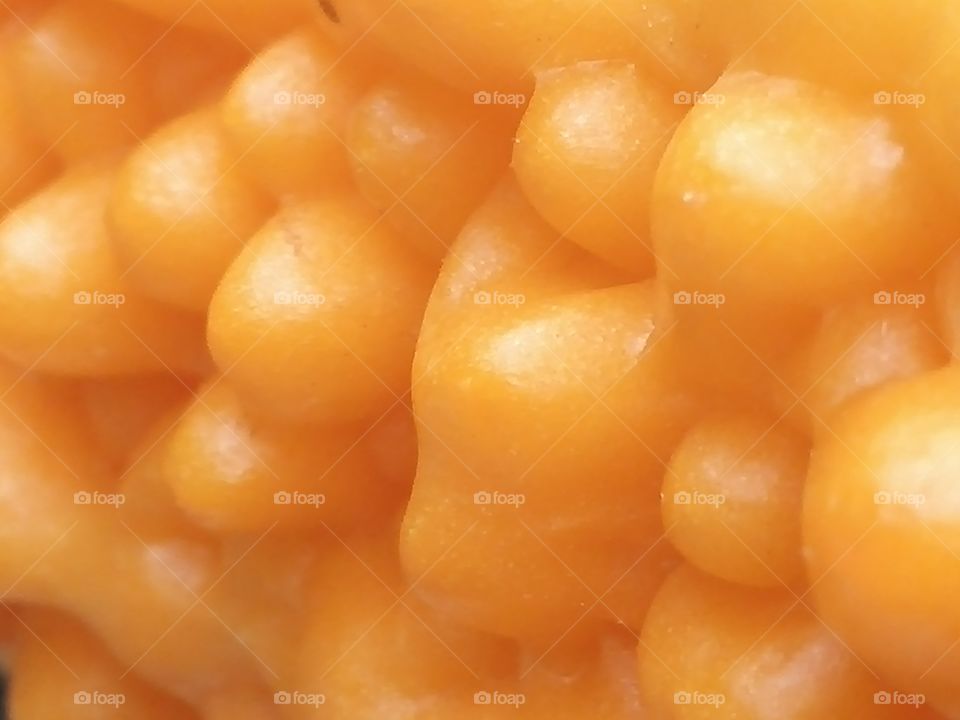 Exploring the bitter gourd surface - 1