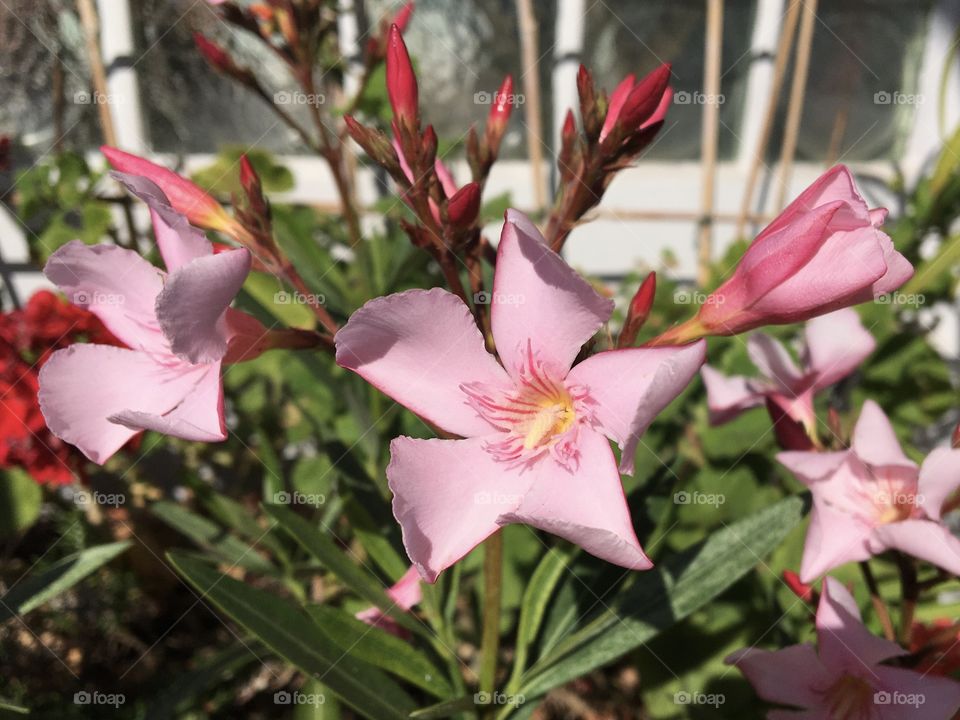 Oleander flower under Mediterranean sun