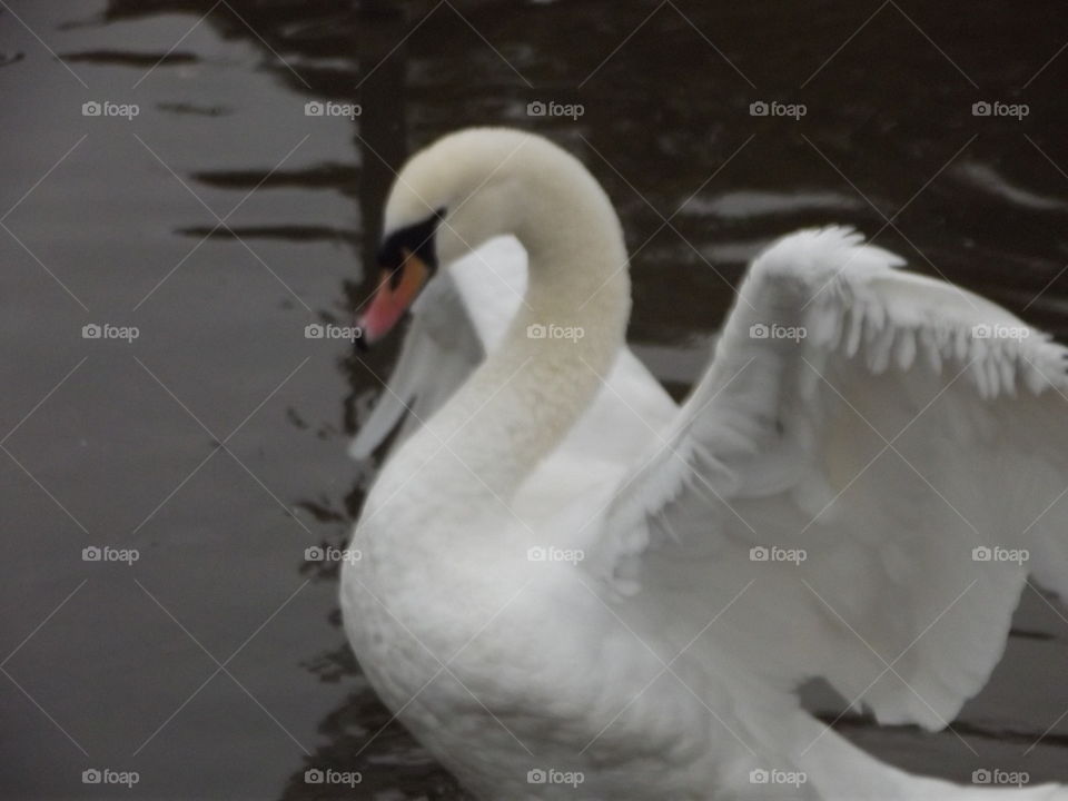 Swan Flapping Wings