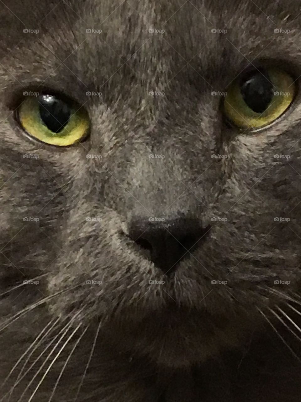 Look at those cat eyes 