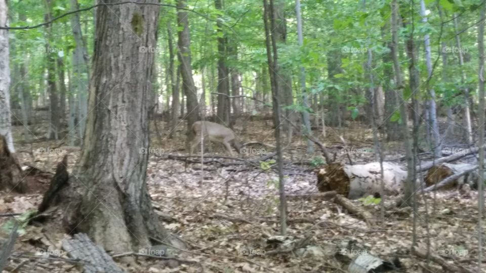 Bambi in the woods