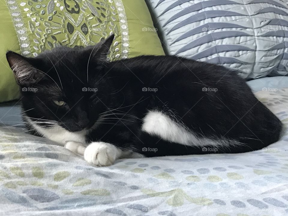 Black and white cat curled up on a bed.