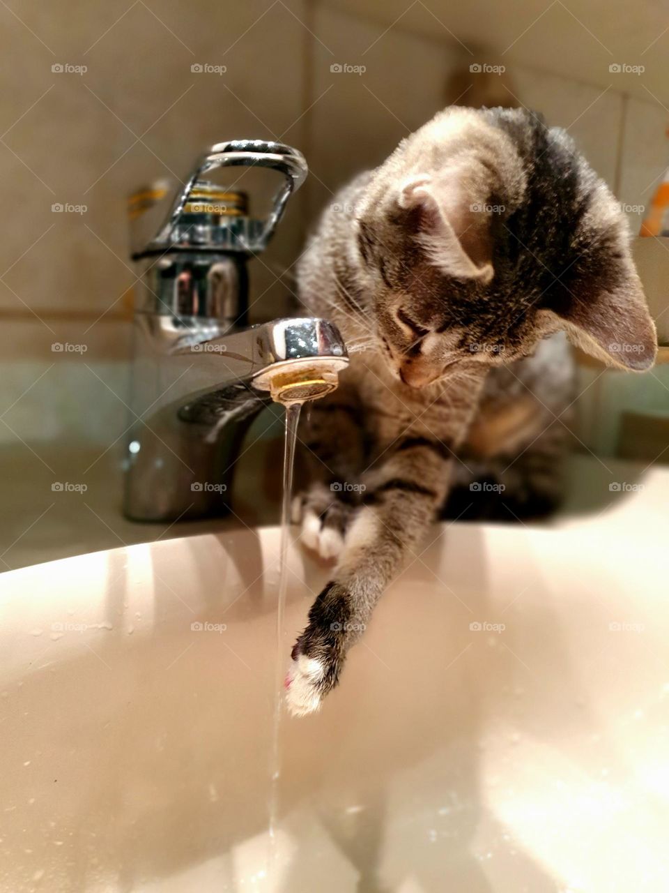 cat plays with running water from the tap