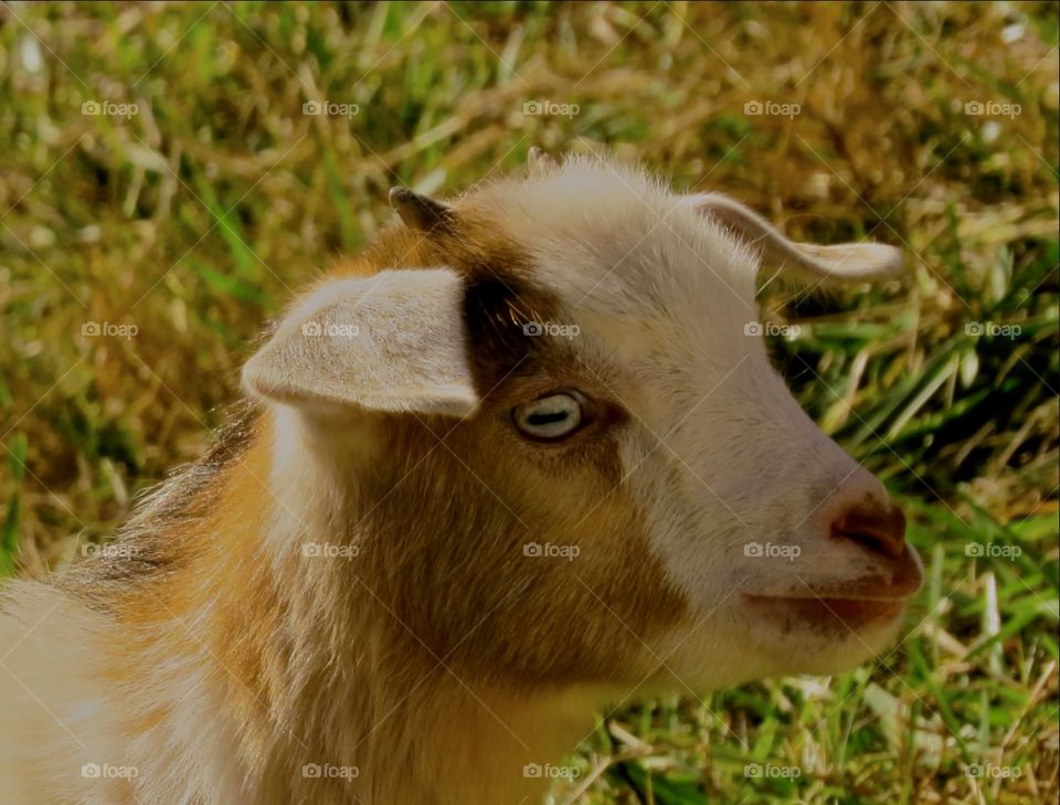 Close up of a baby goat