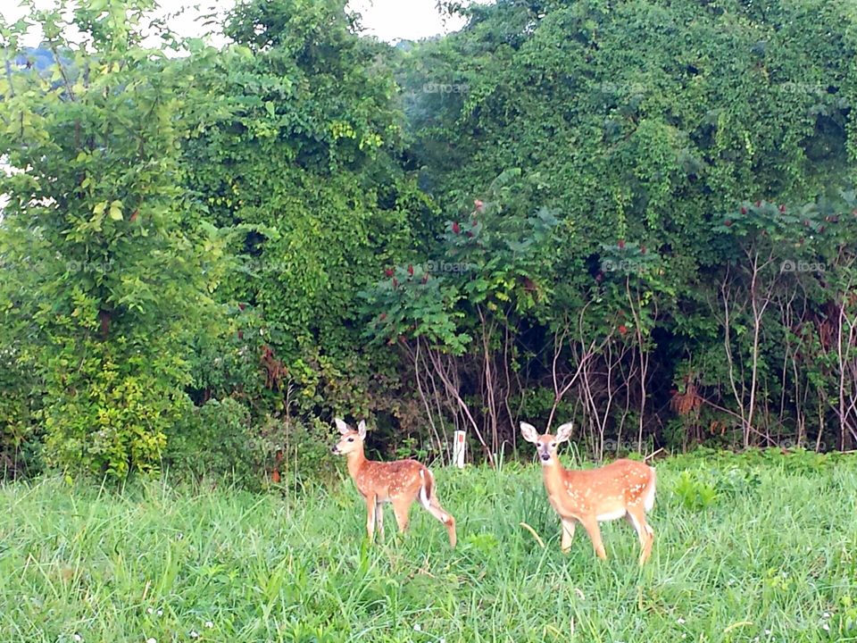 twin fawns