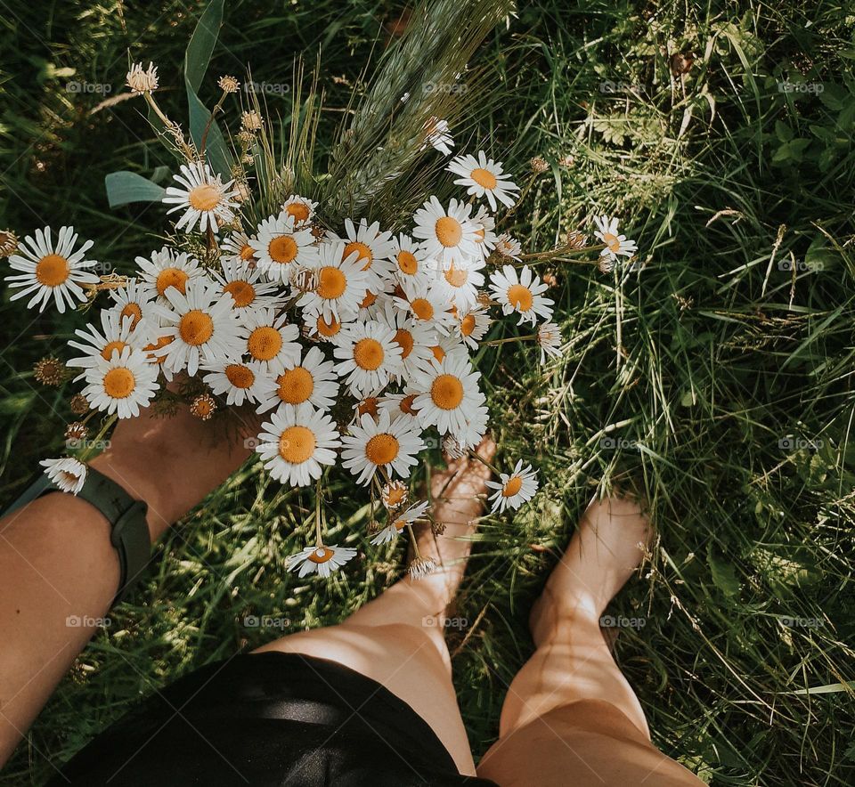 A bouquet of white field daisies