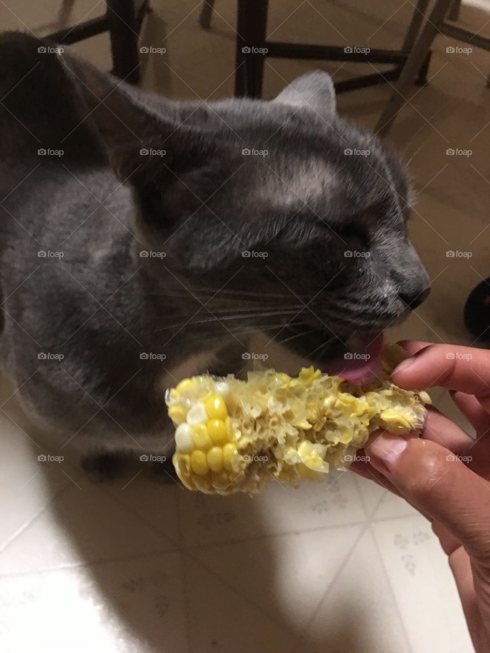 Eating corn 