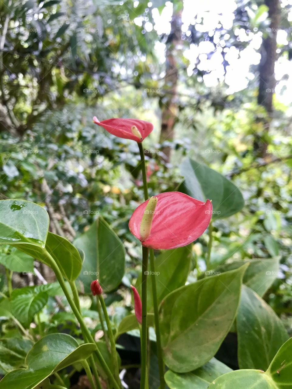 Anthurium 