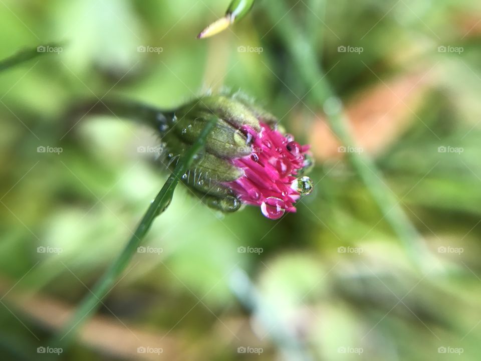 Macro flower. Details 