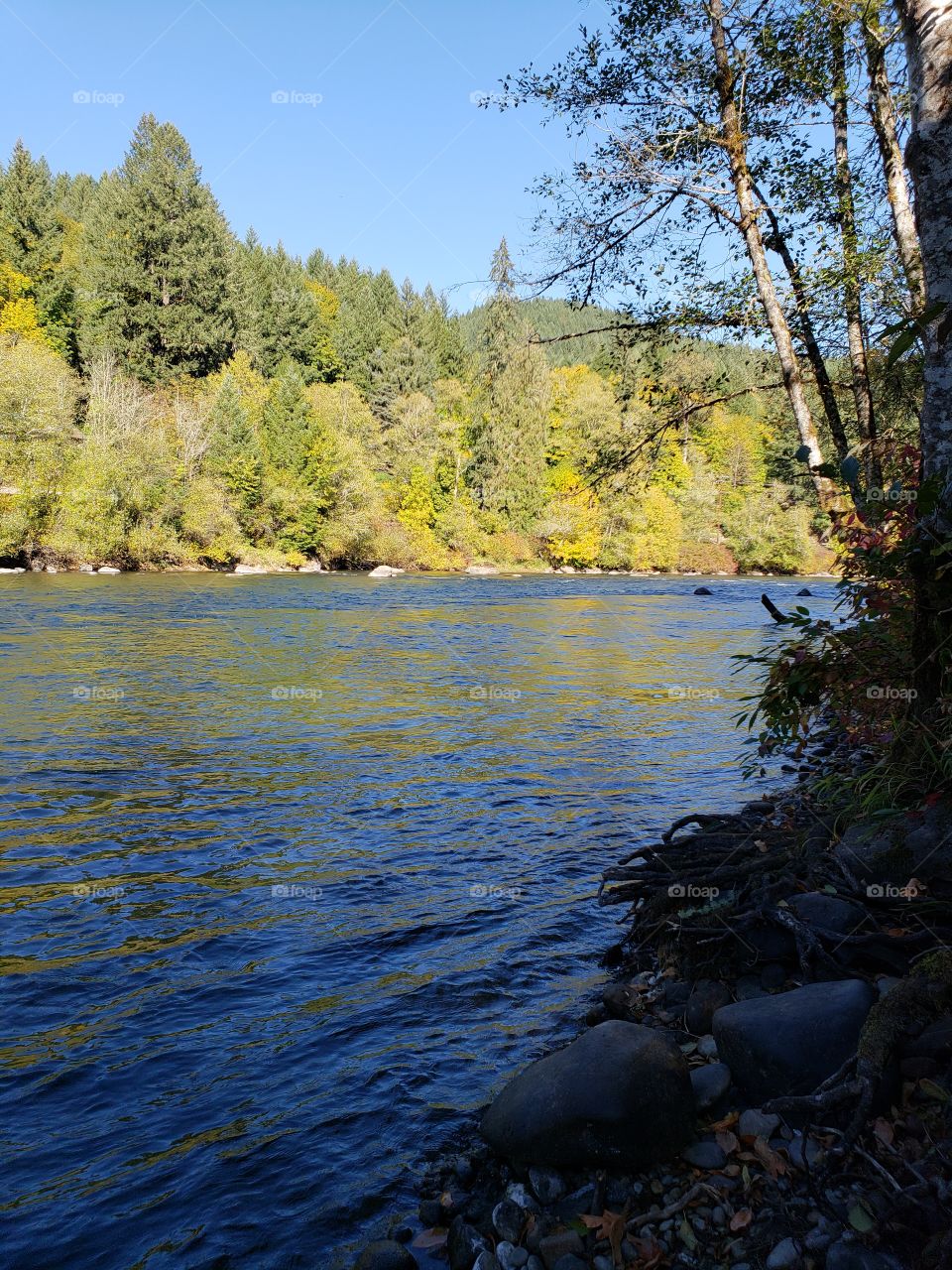 View across the beautiful McKenzie River in the forests of Oregon to trees and foliage in brilliant yellow and golden fall colors on the banks on the other side on a sunny fall day with clear skies. 