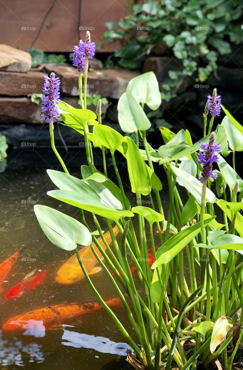 Water Garden Plant