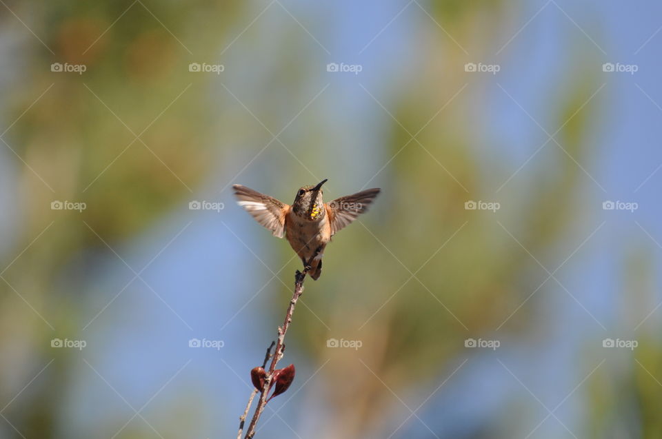 Hummingbird hovering