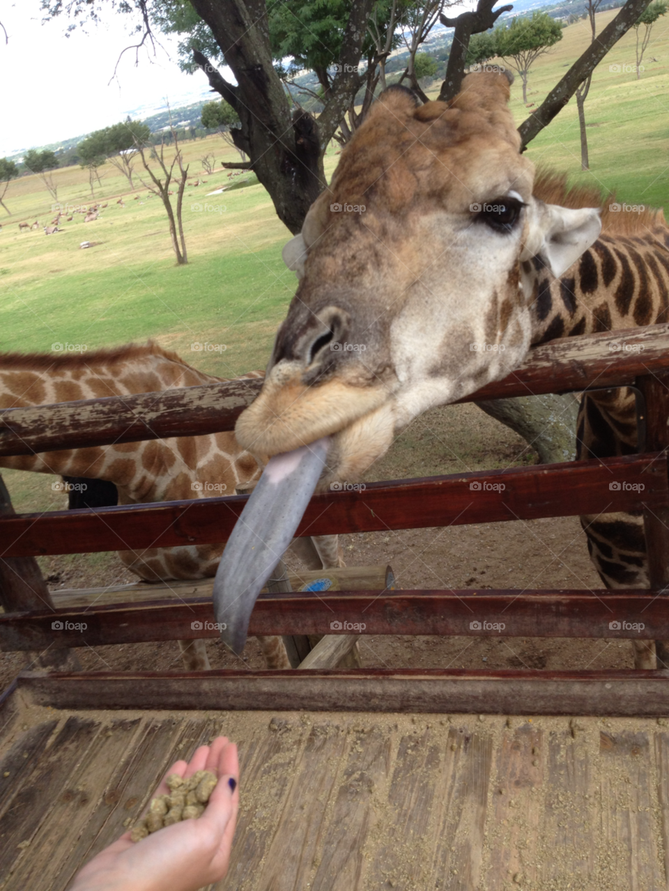 feeding giraffe lion park johannesburg blue tongue by shec