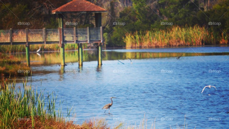 wildlife on the marsh