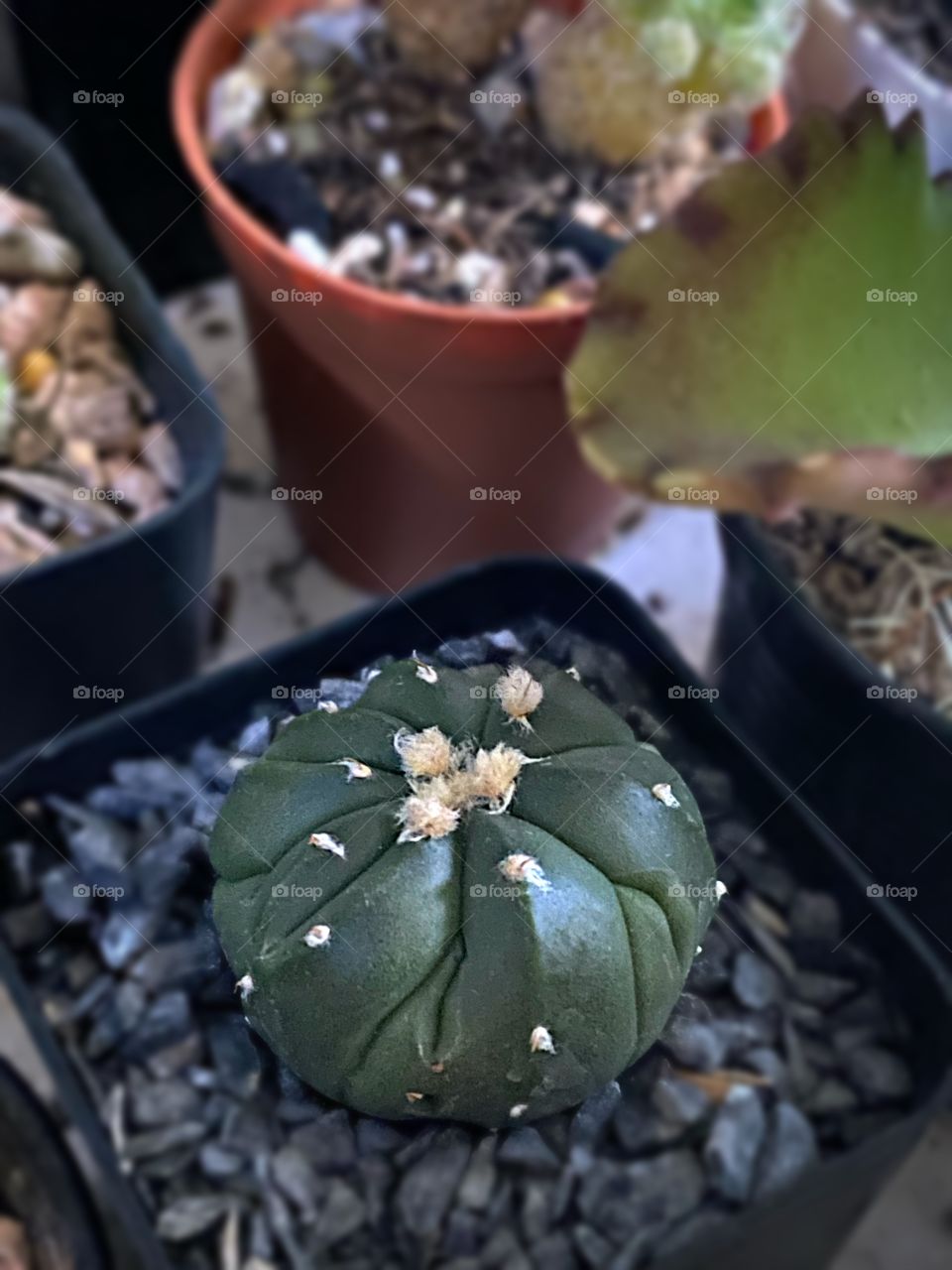 Stay home with my cuctus & succulent, his name is Astro.